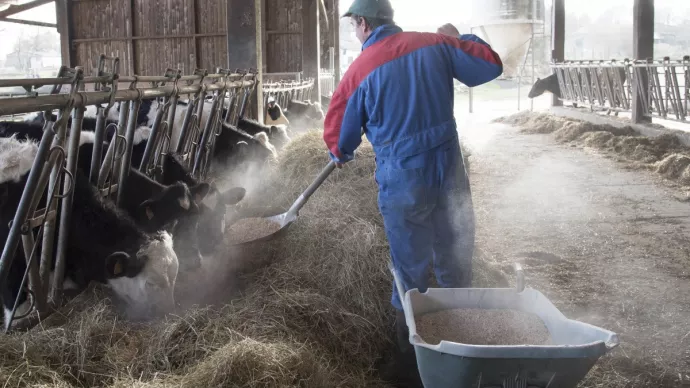 Agriculteur nourrissant son bétail avec du foin