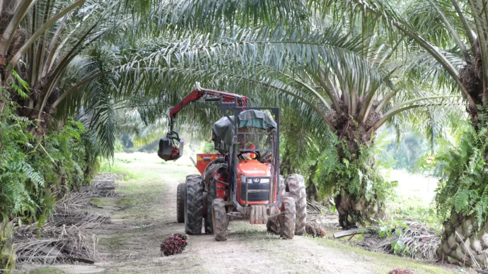 Récolte mécanisée de régimes de fruits de palmier à huile en plantation agro-industrielle (Indonésie