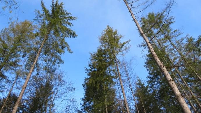 Foret de pin douglas attaquée par le scolyte