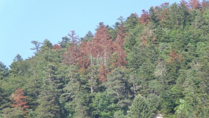 Foret de sapins et épicéas attaqués par les scolytes