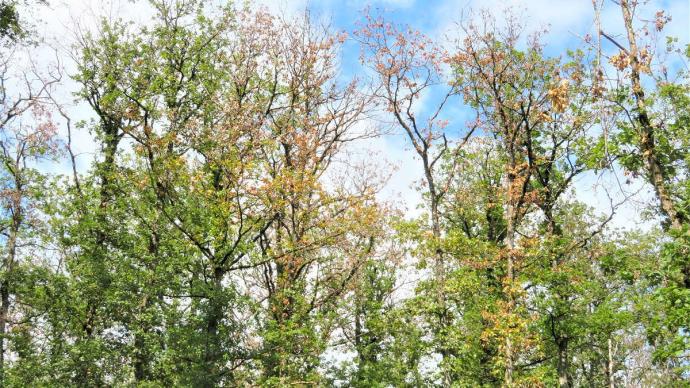 Rangé d'arbres donnant sur le ciel