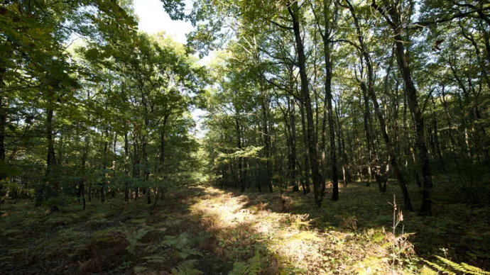 photo d'une forêt ensoleillée