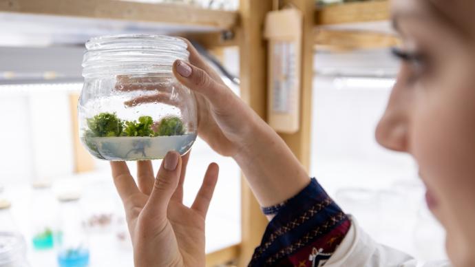 Une élève dans un laboratoire regarde des jeunes pousses dans un bocal