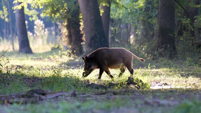 Sanglier dans la forêt