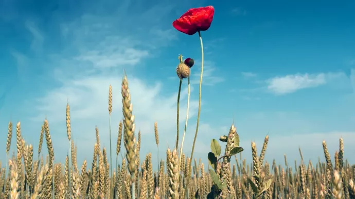 Un coquelicot dans un champ de blé