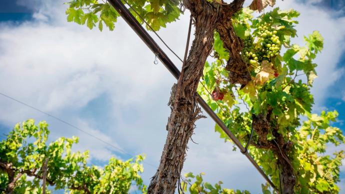 Système d'irrigation au goutte-à-goutte sur un pied de vigne