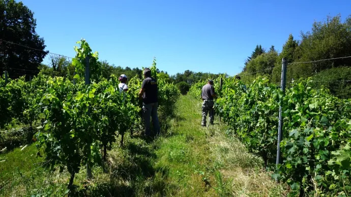 Ouvriers viticoles en train de travailler dans des vignes