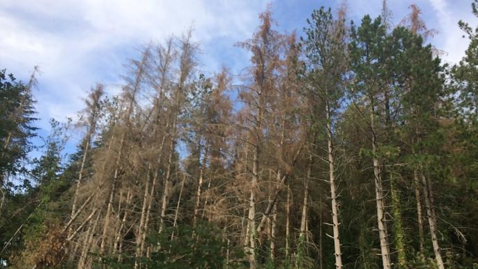 Forêt d'arbres abimés