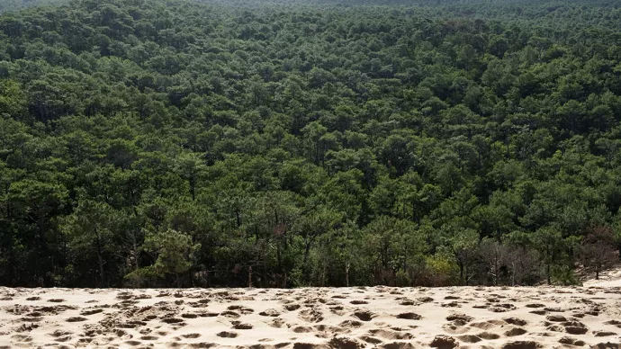 Forêt des Landes