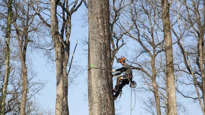 Un agent forestier travaille en forêt domaniale de Bercé