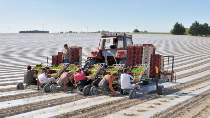 Supervision des ouvriers par une cheffe d’équipe : mise en terre de plants de melons