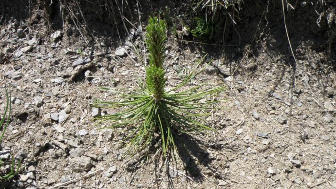 Jeune mélèze planté