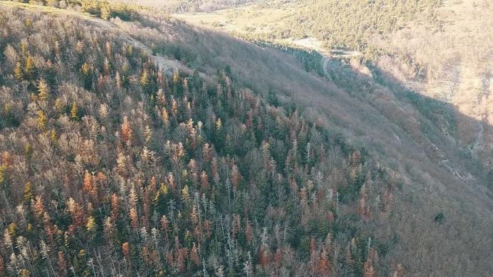 Photo d'une forêt