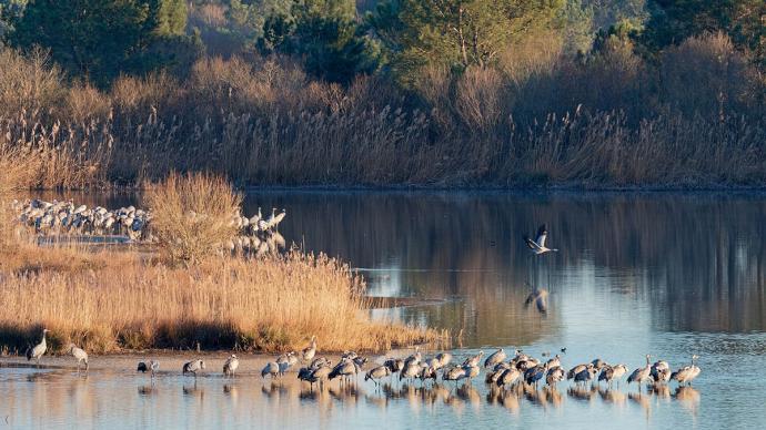 Grues cendrées dans les Landes