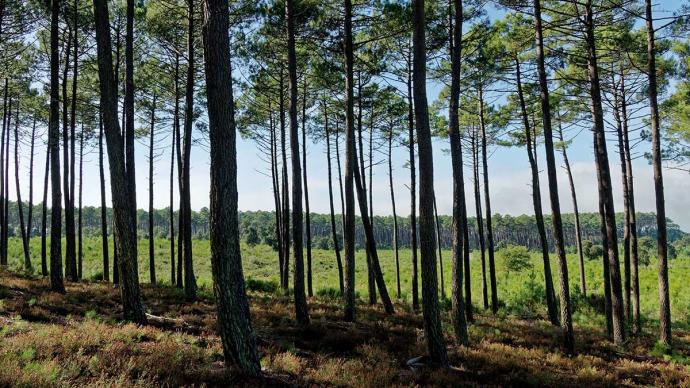 Forêt des Landes de Gascogne