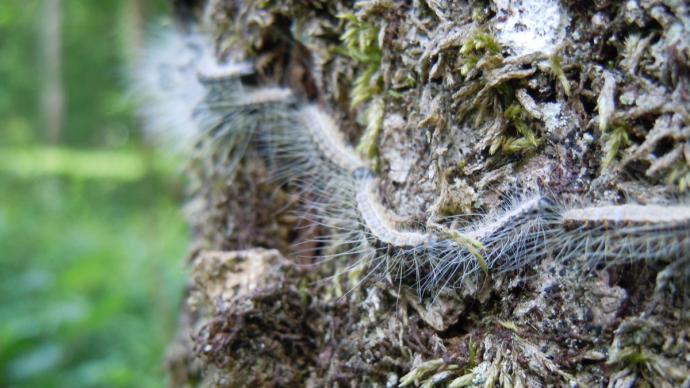 chenille processionnaire des chênes