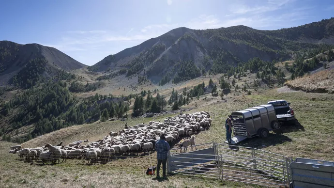 Brebis rassemblées par leur berger dans une vallée