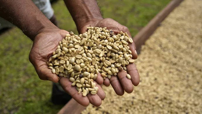 Grains de café dans une main.