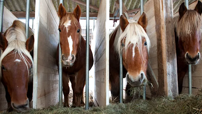 Chevaux comtois