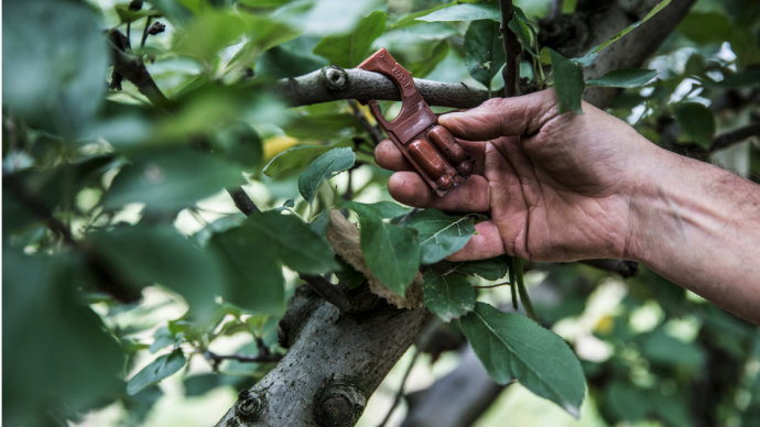 Dispositif de biocontrôle dans un arbre