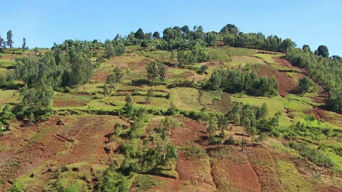 Forêt coupée