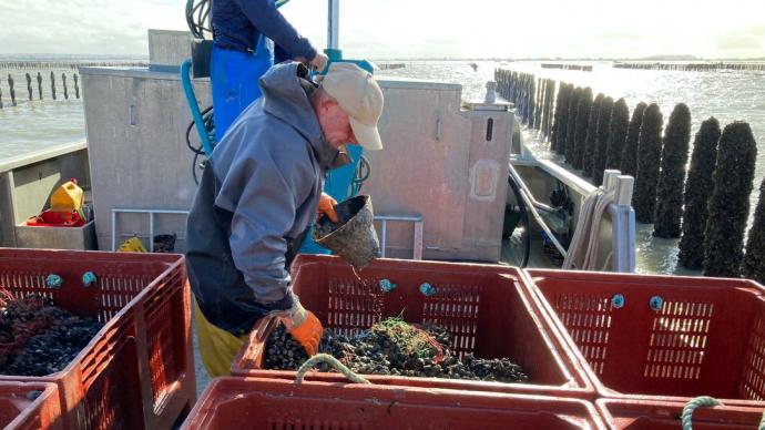 Des producteurs de moules de bouchot dans la baie du Mont-Saint-Michel