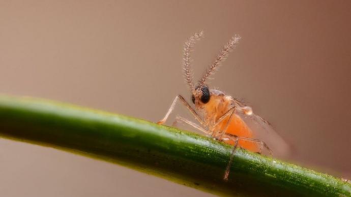 cécidomyie des aiguilles de douglas, un insecte invasif