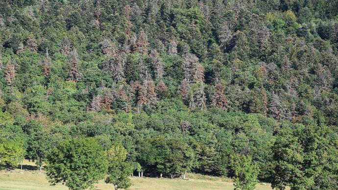 dépérissement d'une sapinière en Auvergne Rhônes Alpes