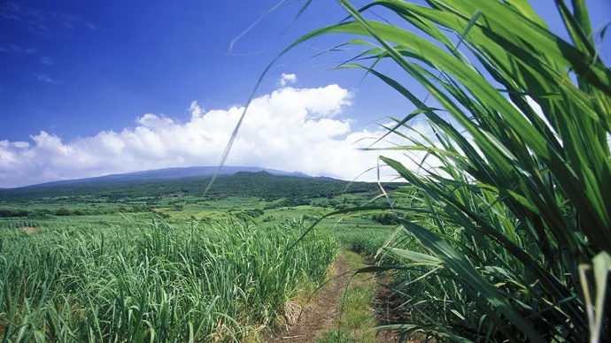 Champs de canne à sucre à la Réunion