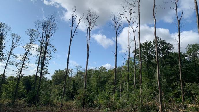 forêt endomagée par la maladie de l'encre du chataigner