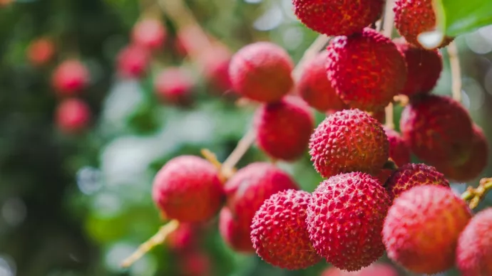 Image d'illustration de grappes de litchis.