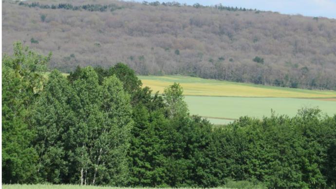 Défoliation de chemaie-charmaie-hêtraie due au bombyx disparate