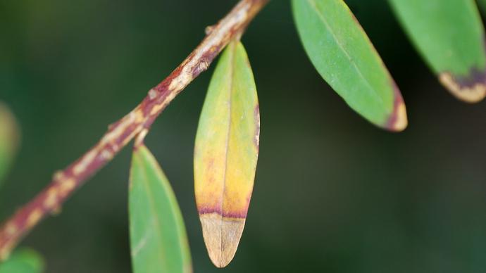 Bactérie xylella sur une plante