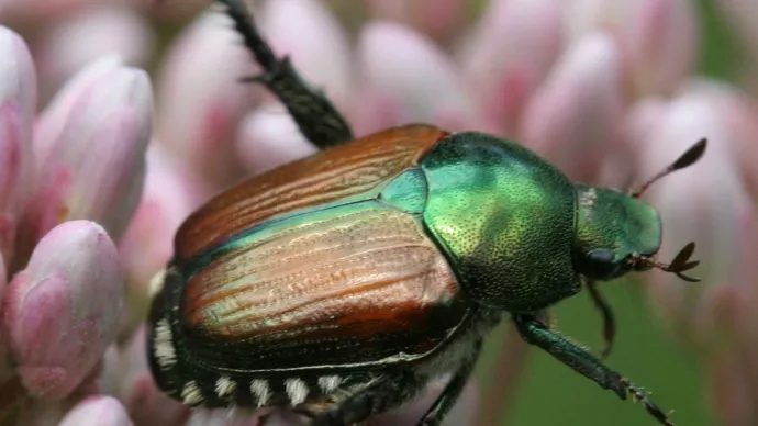 Scarabée japonnais sur une plante