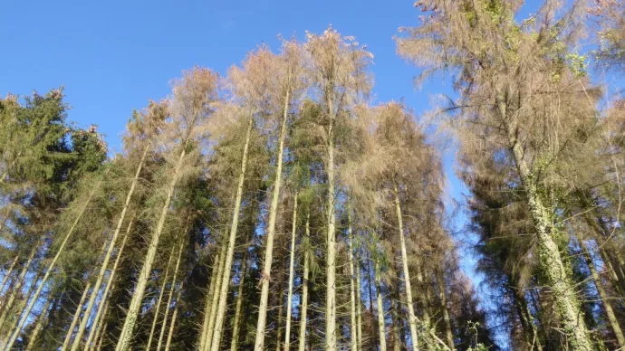 Arbres dans une forêt.