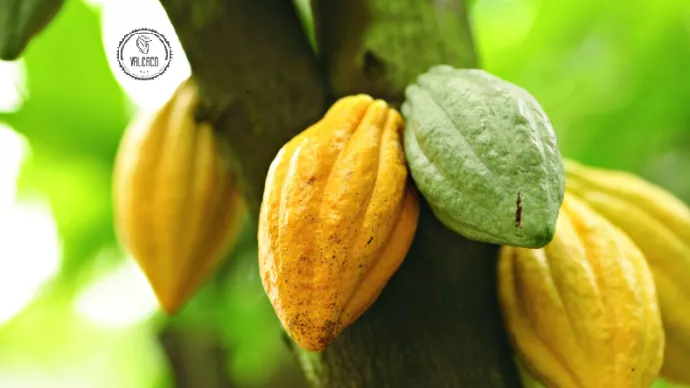 Cosses de cacao