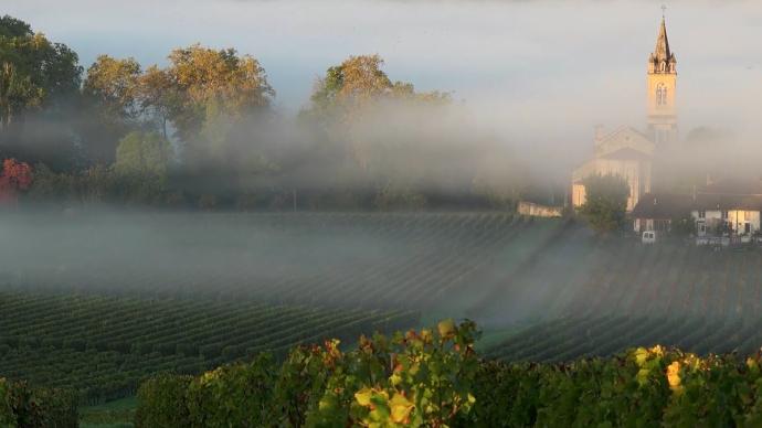 Vignoble sauternais dans la brume