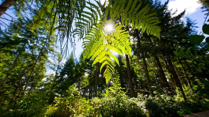 Feuille d'arbre en forêt laissant transparaître le soleil