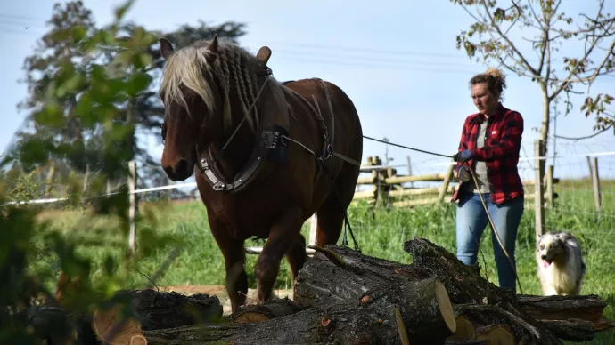 cheval de trait