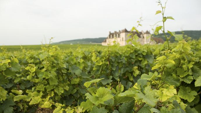 Gros plan sur des vignes de Bourgogne