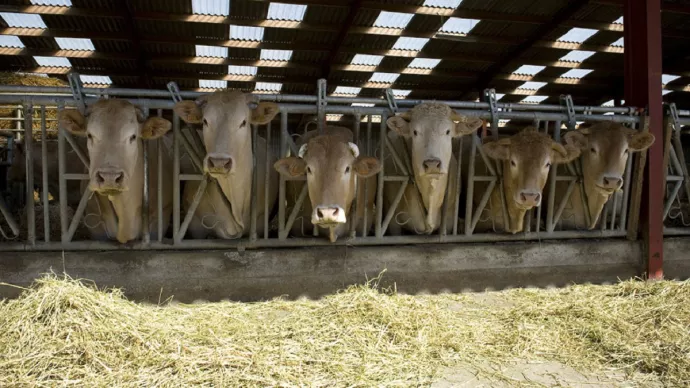 Bovins allaintants "Blonde d'Aquitaine" dans une etable a stabulation