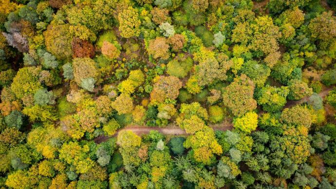 Vue aérienne d'une forêt