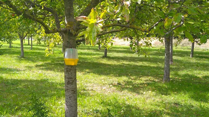 Système de biocontrôle accroché à un arbre