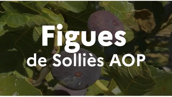 Figues de Solliès AOP