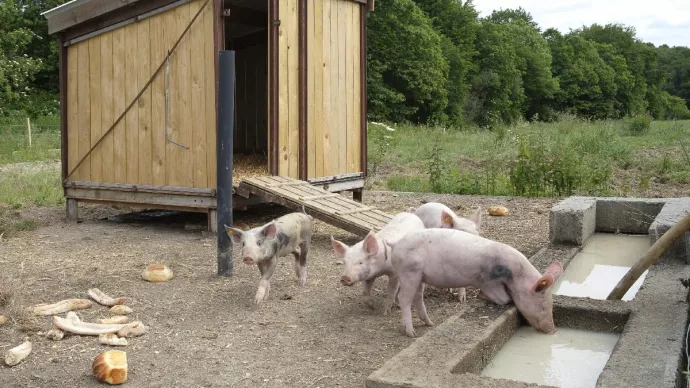 Porcs élevés en plein air.