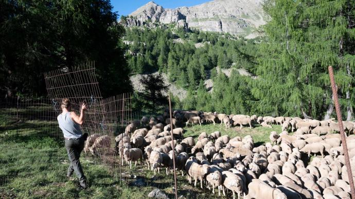 Un berger protège son troupeau de moutons à l'aide d'une barrière