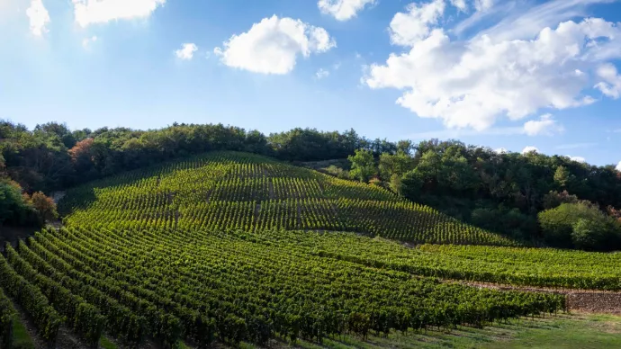 colline de vignes