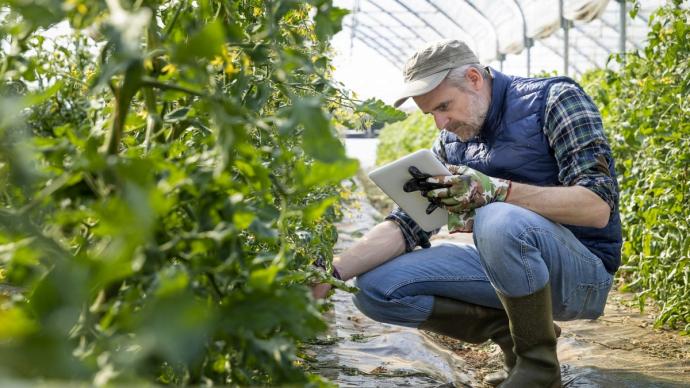 Un agriculteur avec une tablette à la main observe ses cultures sous serre.