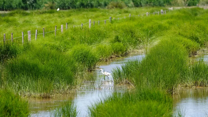 Grand Site de la Camargue Gardoise