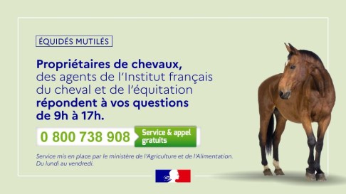 Visuel numéro d'urgence à destination des propriétaires d'équidés mutilés